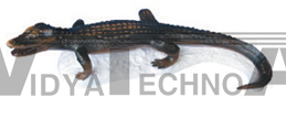 The model of emulation alligator